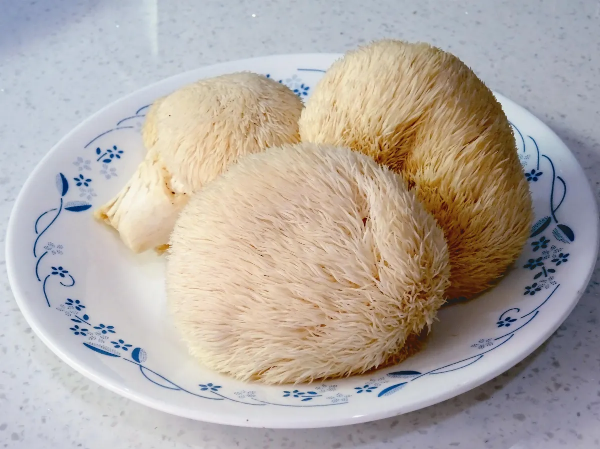 異鄉食情 山珍猴頭菇