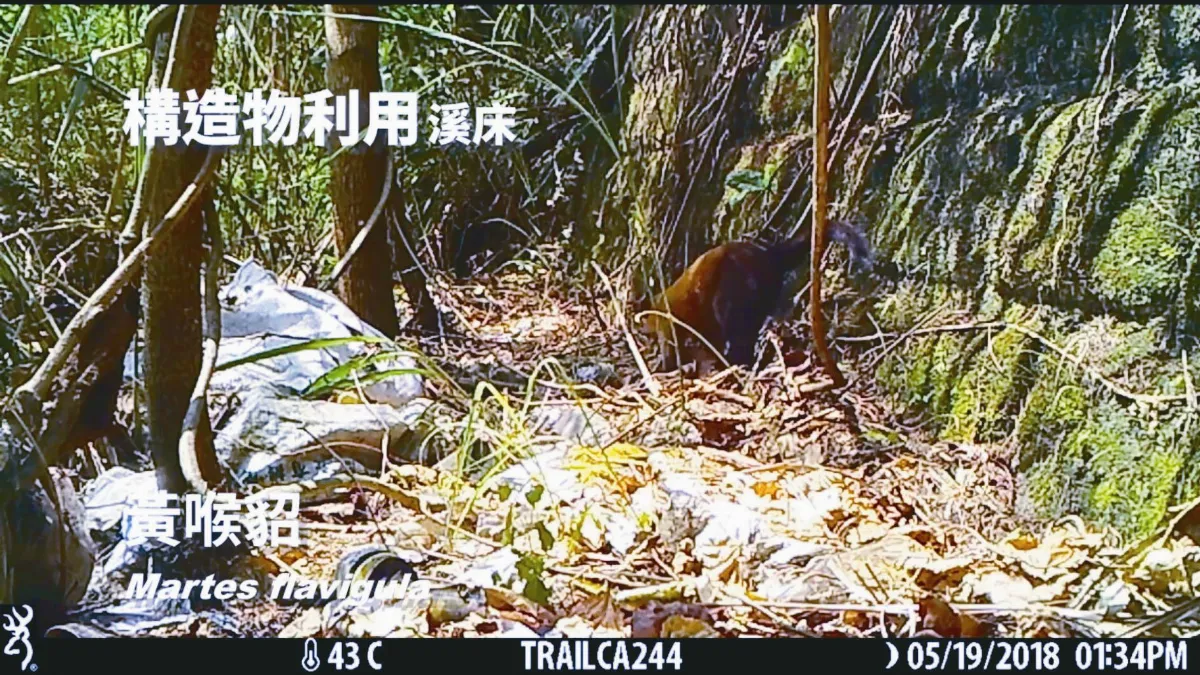 花蓮生態造林 稀客黃喉貂現蹤