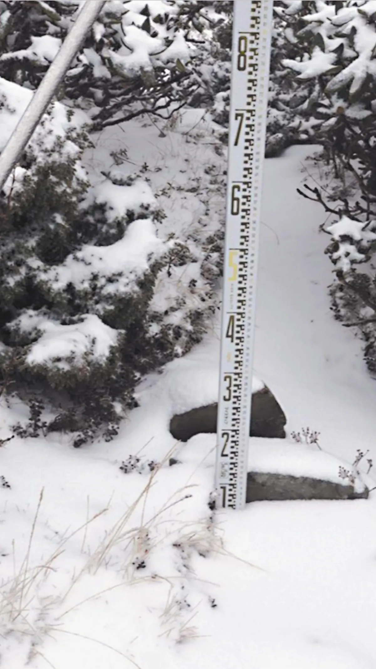 冷氣團發威 雪山積雪10公分