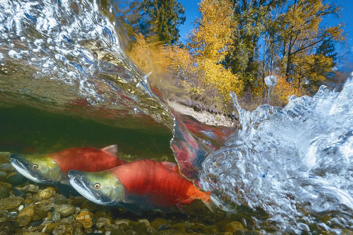 趴臥冰溪5天 拍鮭魚獲獎
