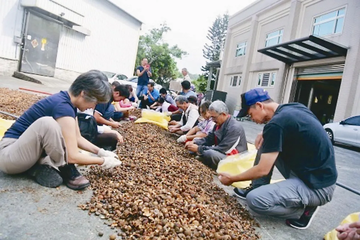 砍檳榔種油茶 口癌友再次起飛