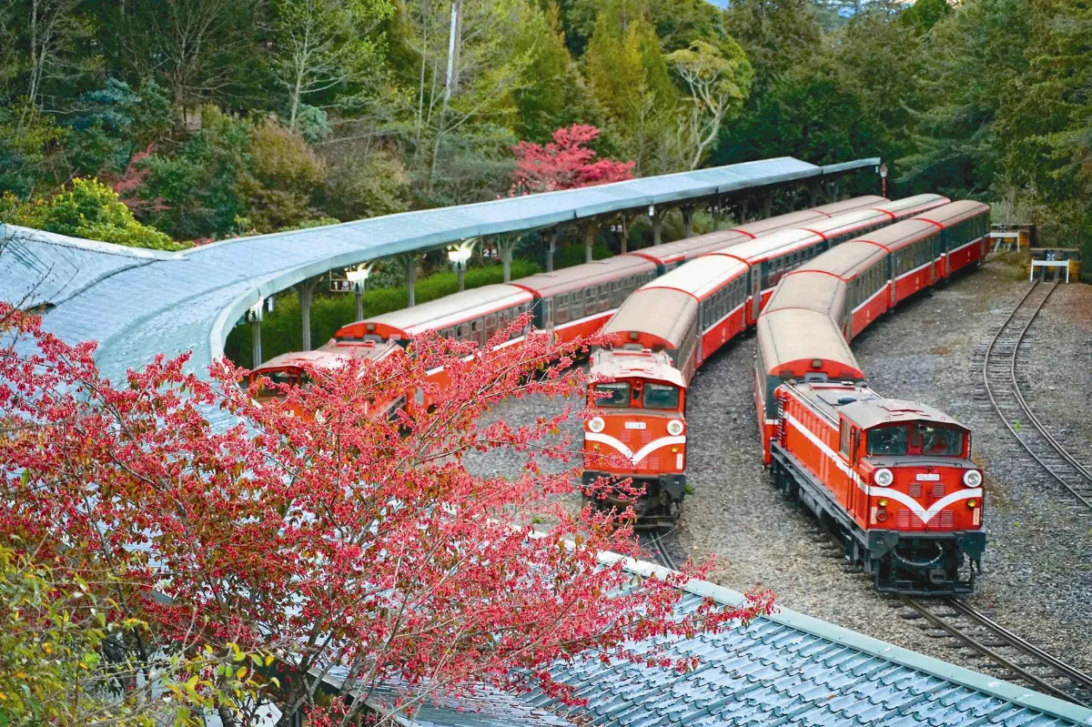 阿里山主題列車 載客賞櫻