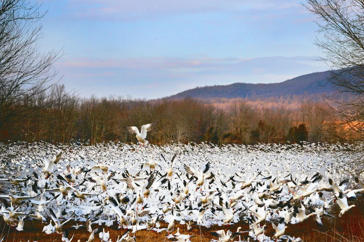 佛教對「社會問題」的看法 5  佛教對各種流行病的看法