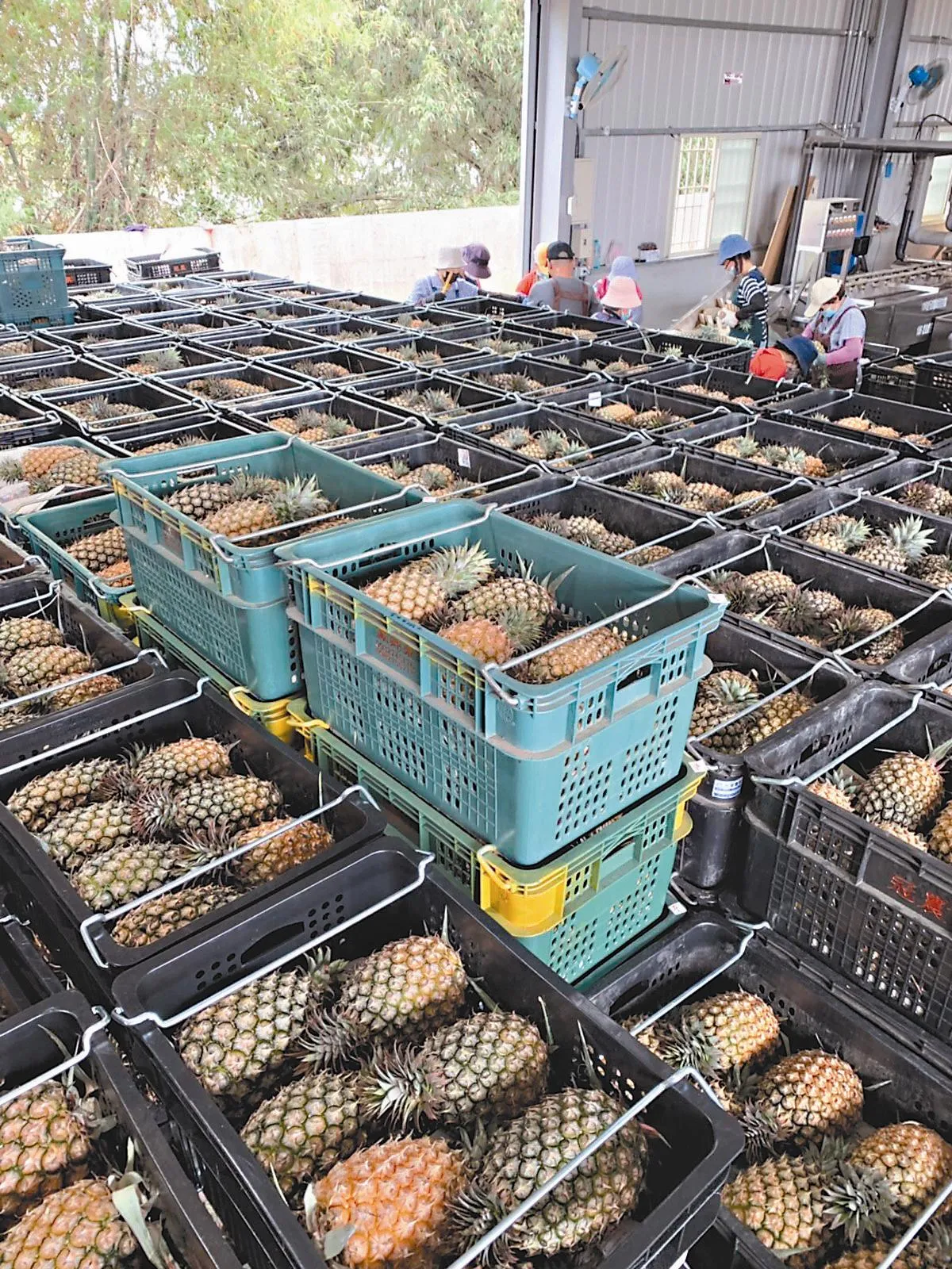 高雄又出貨了 江蘇文峰集團 簽購5億農漁產