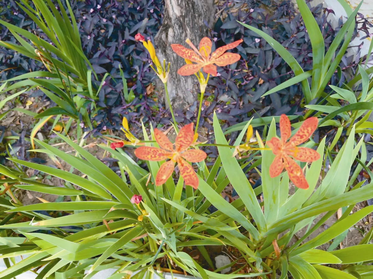 植物教室   射干