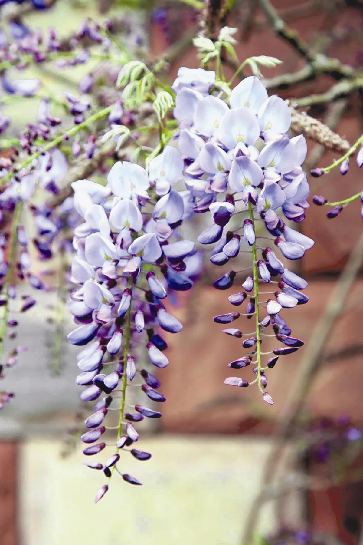 3月紫藤花 浪漫綻放