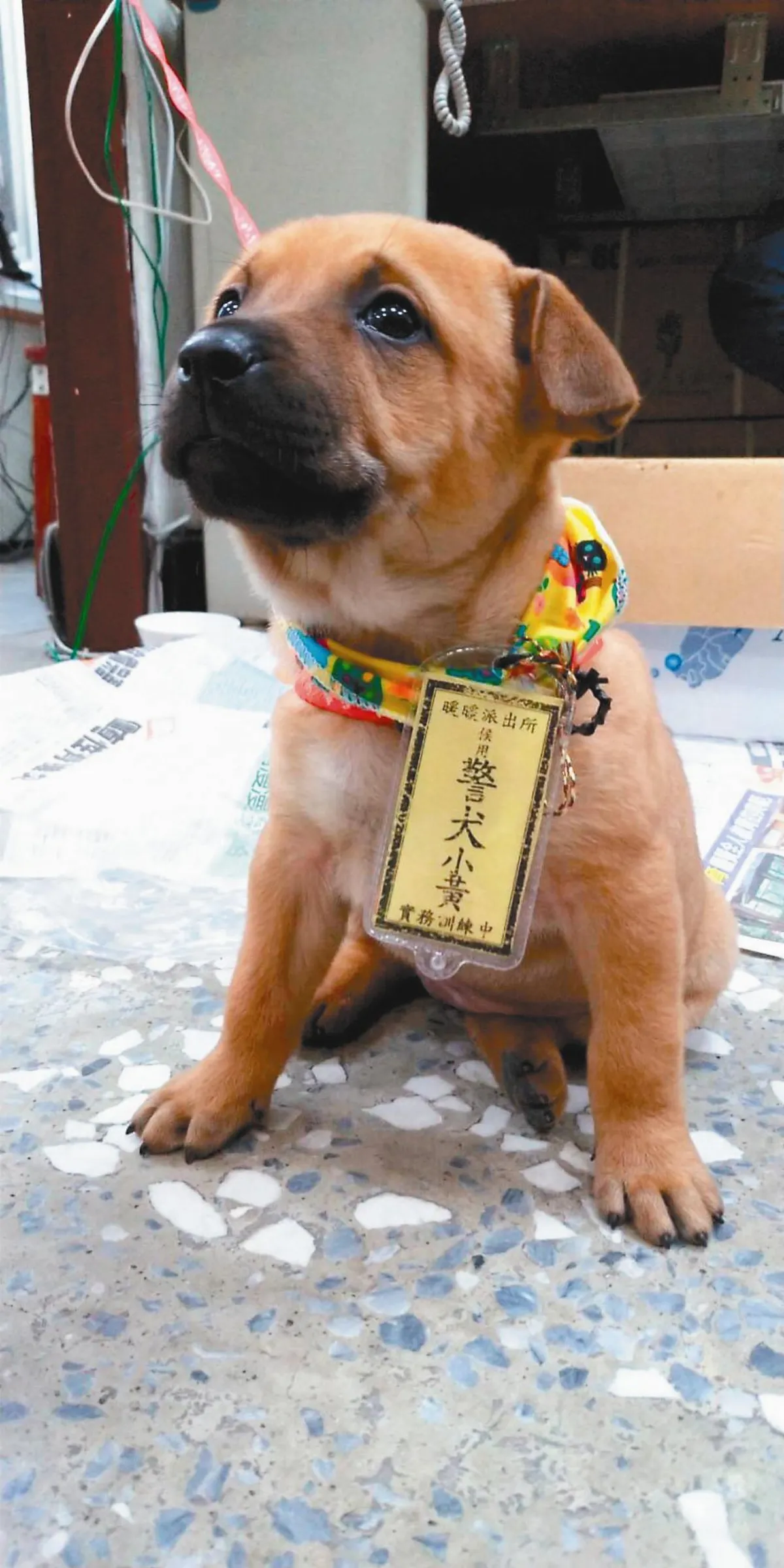 棄犬變警犬 掛牌好萌