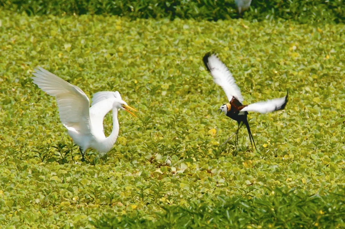 春遊援中 113鳥種大集合