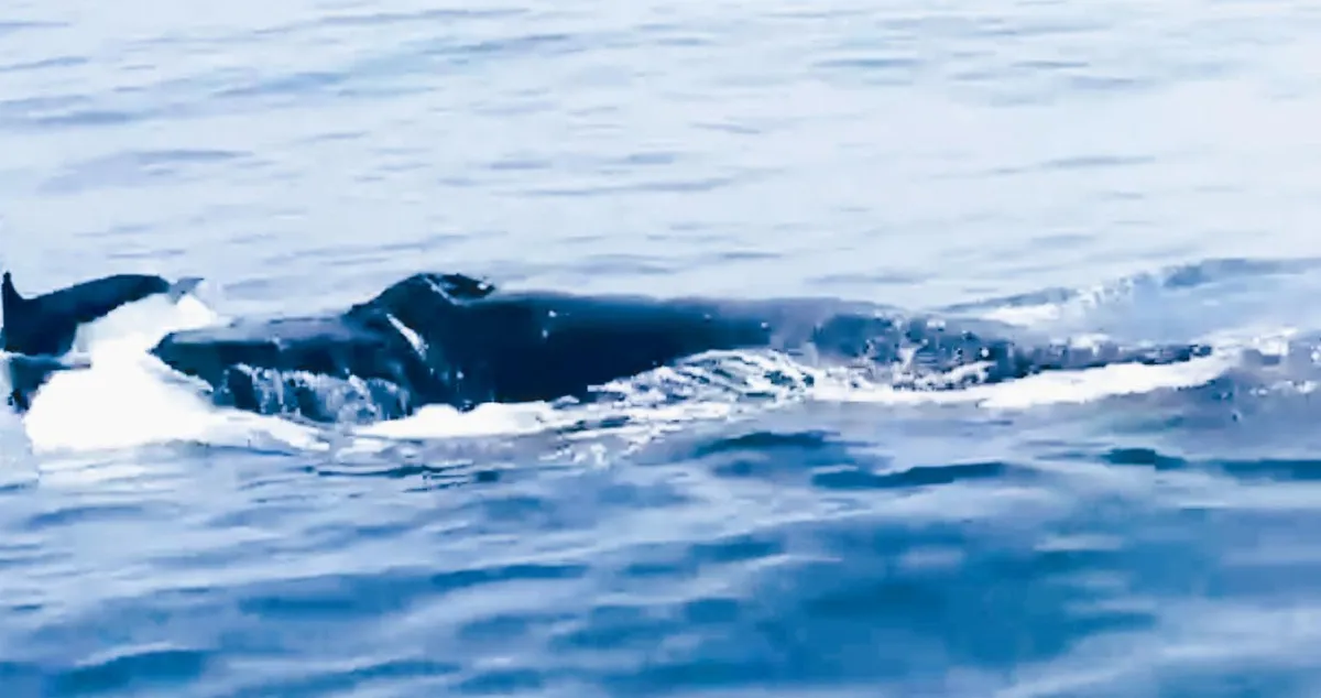 罕見大翅鯨 驚現花蓮外海