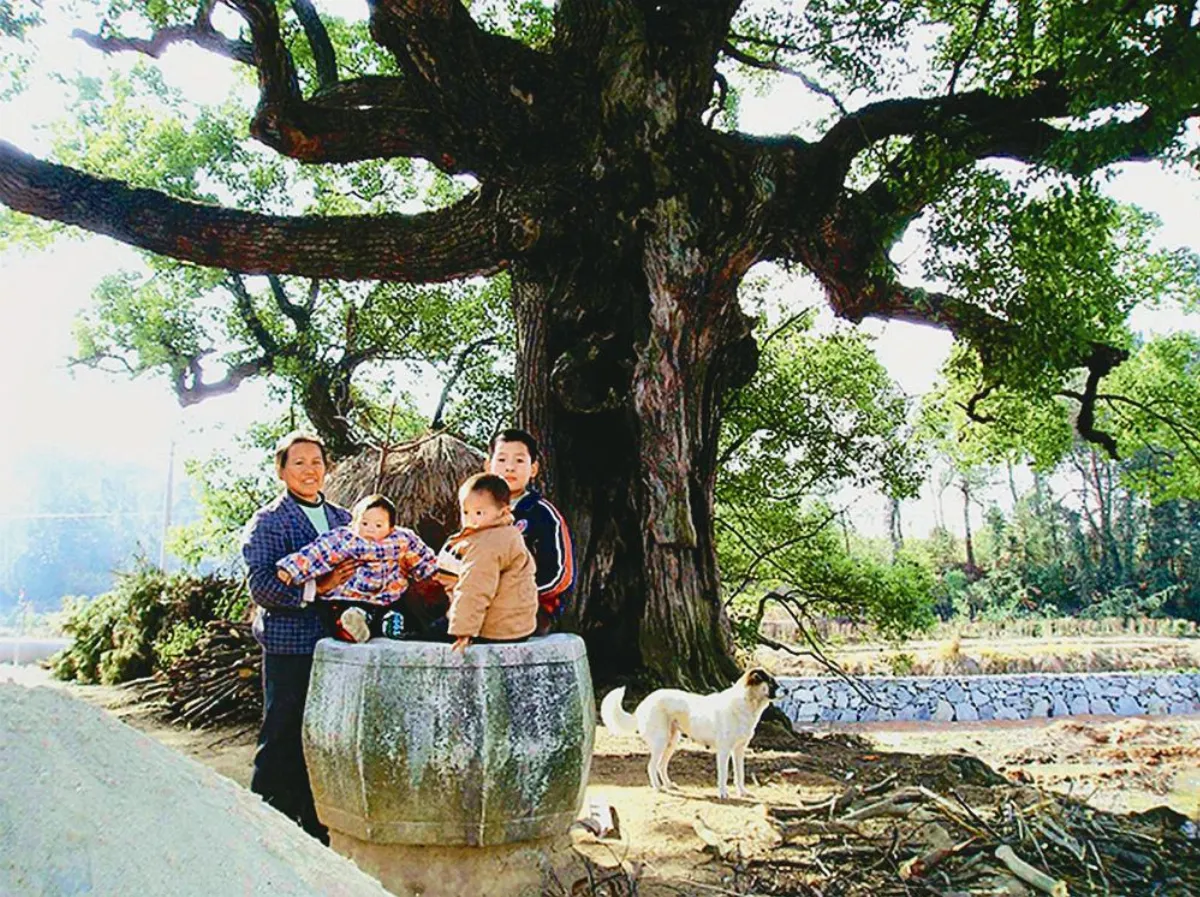 【行走人間】天柱山麓 乾隆古香樟