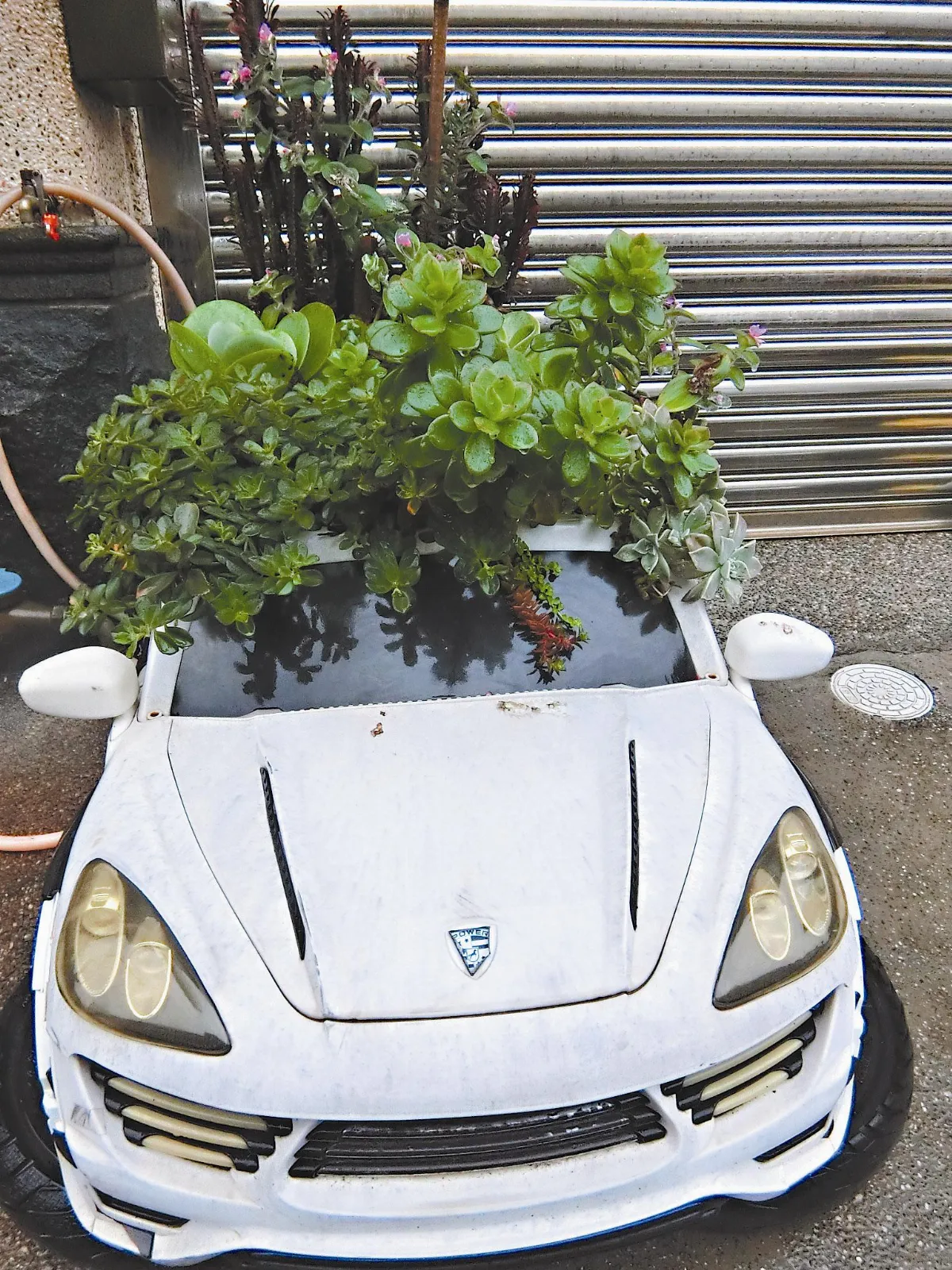 生活快門  多肉跑車