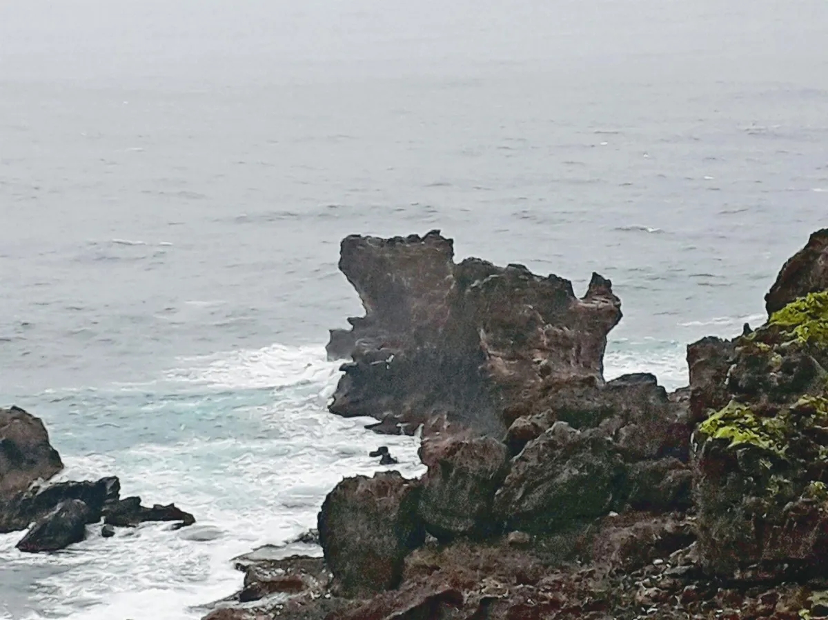 【行走人間】 望海的貓咪 貓鼻頭