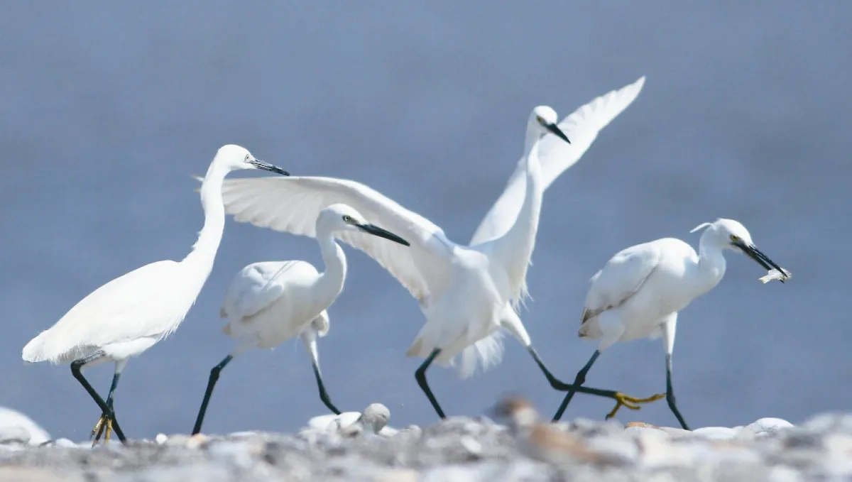 花蓮溪口 賞鳥趣