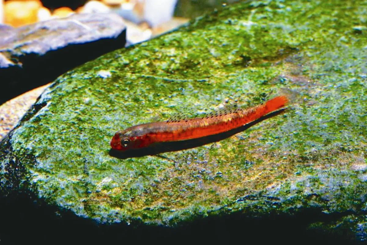 素人出版魚圖鑑 專家驚豔稱讚