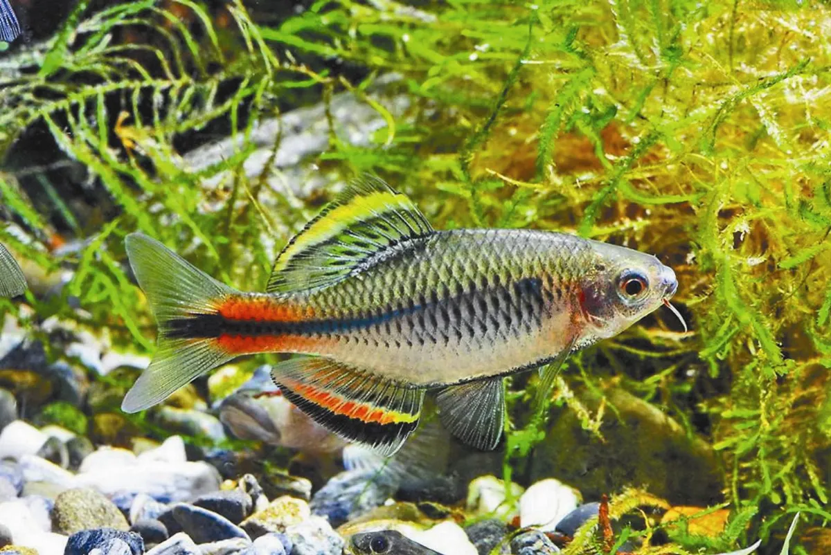 素人出版魚圖鑑 專家驚豔稱讚