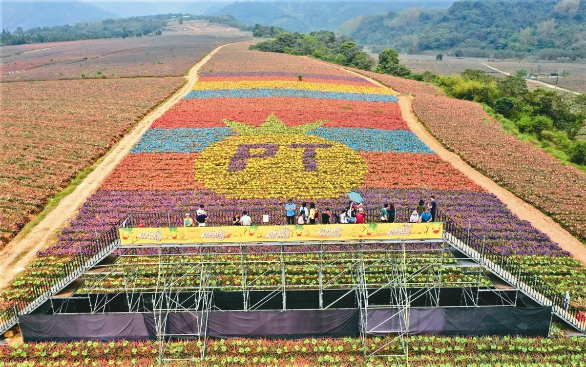 屏東鳳梨田 學鳳飛飛戴彩帽
