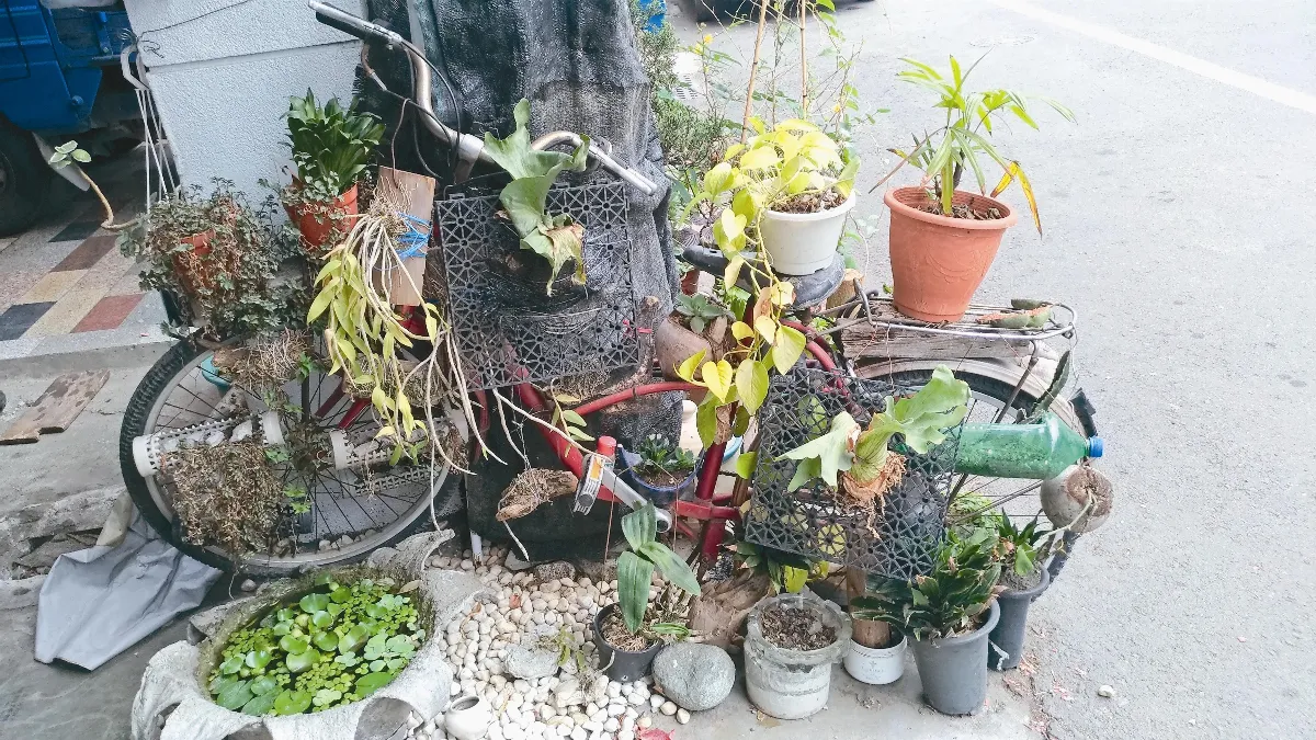 綠的蜿蜒 承載一車綠意