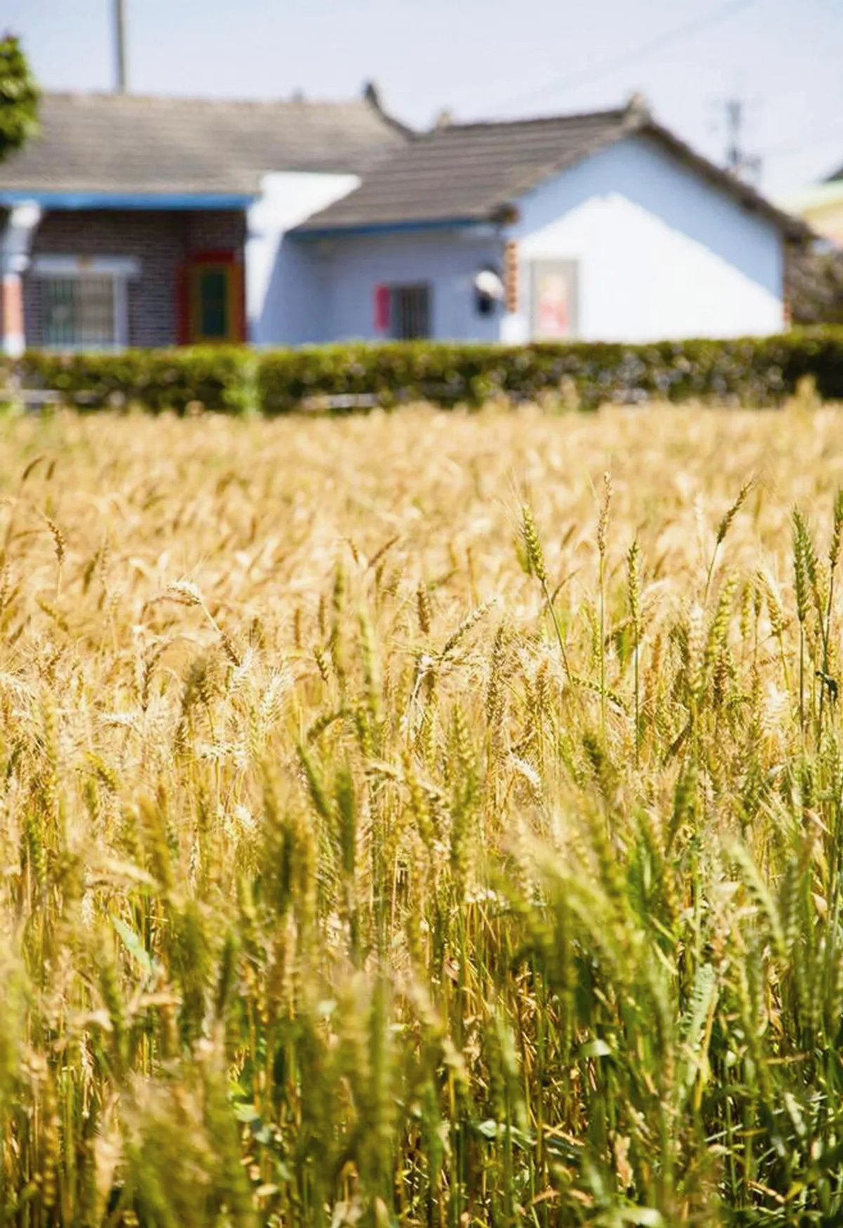詩  黃金麥浪在大城