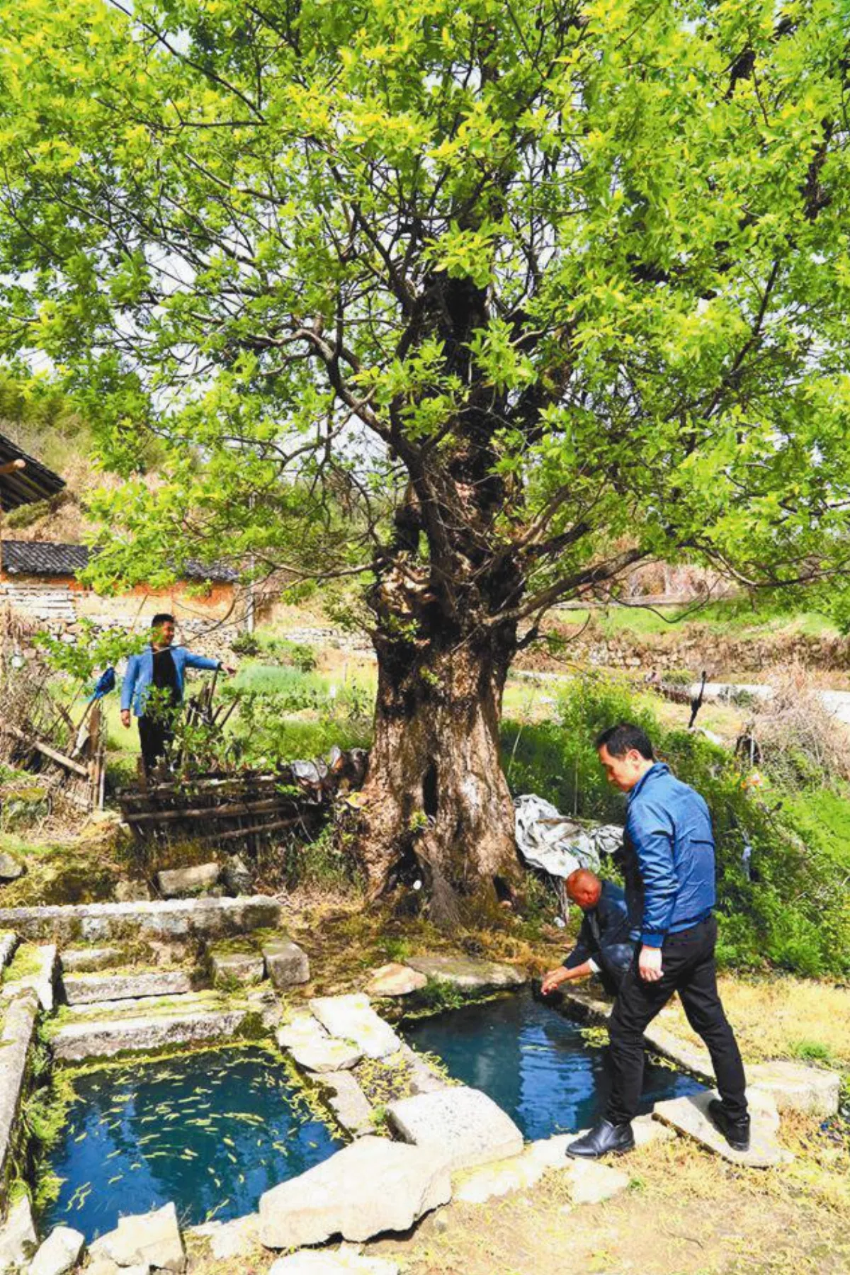 【行走人間】天柱峰後 老楊樹與古民居