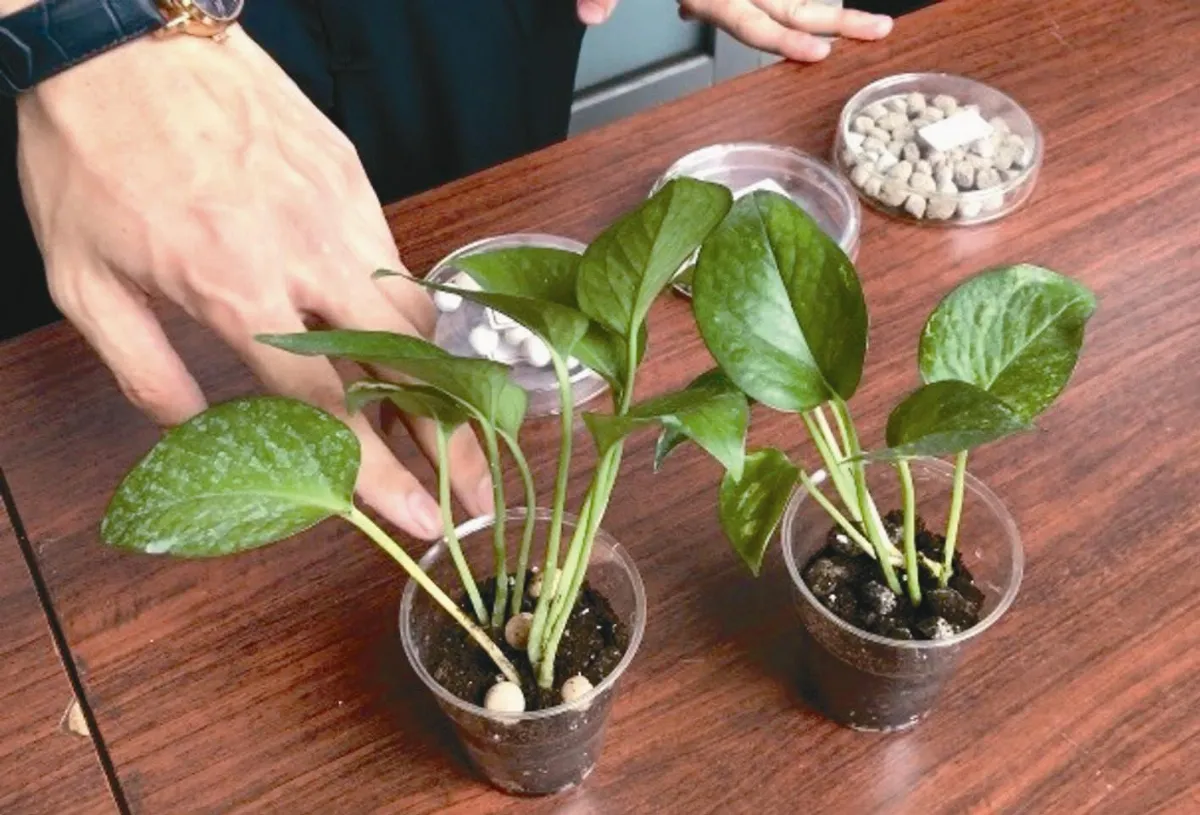 粉筆灰變身土壤介質 植物頭好壯壯