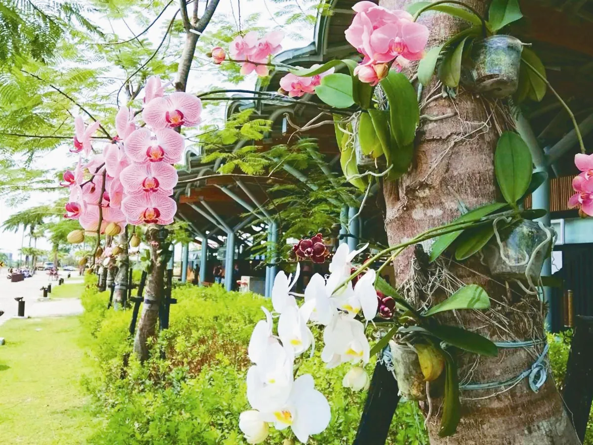 200株蝴蝶蘭 包圍台東車站