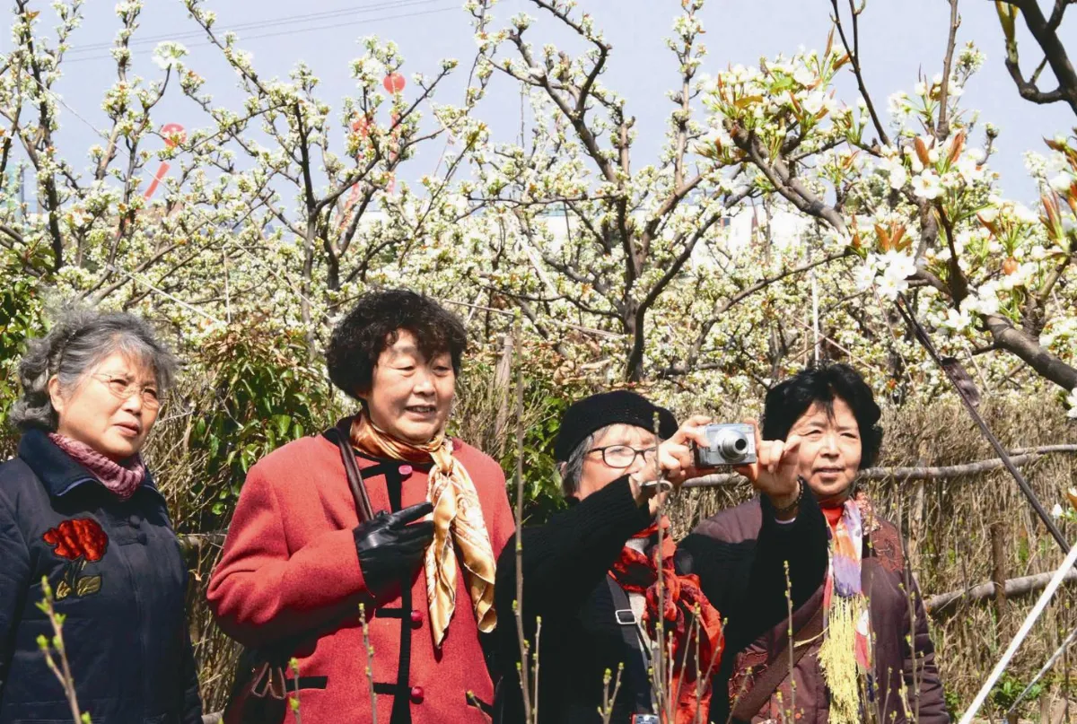 大陸社會觀察 樹山村種梨樹拔掉窮根