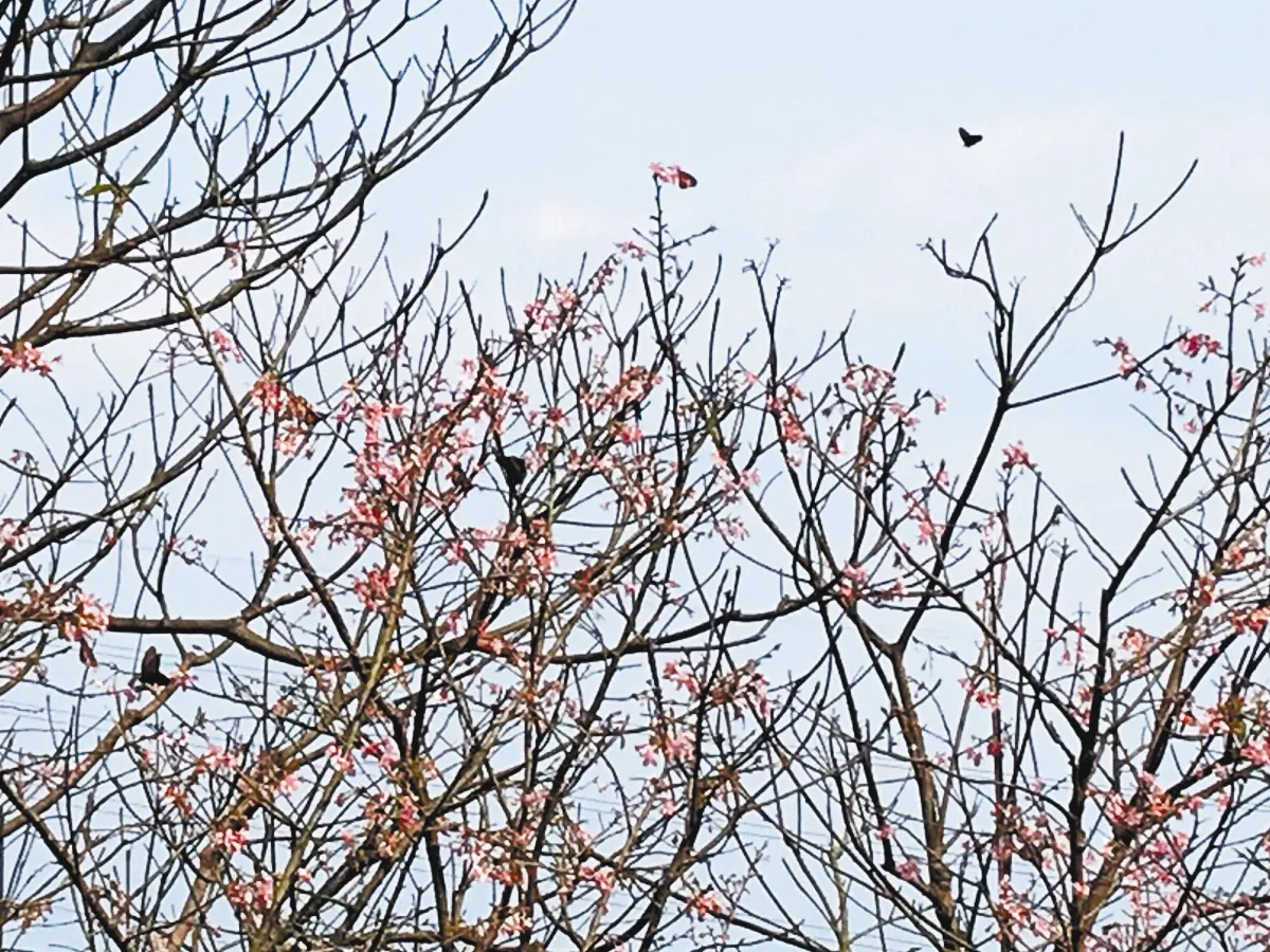 【越讀台灣山岳】春遊 基隆紅淡山