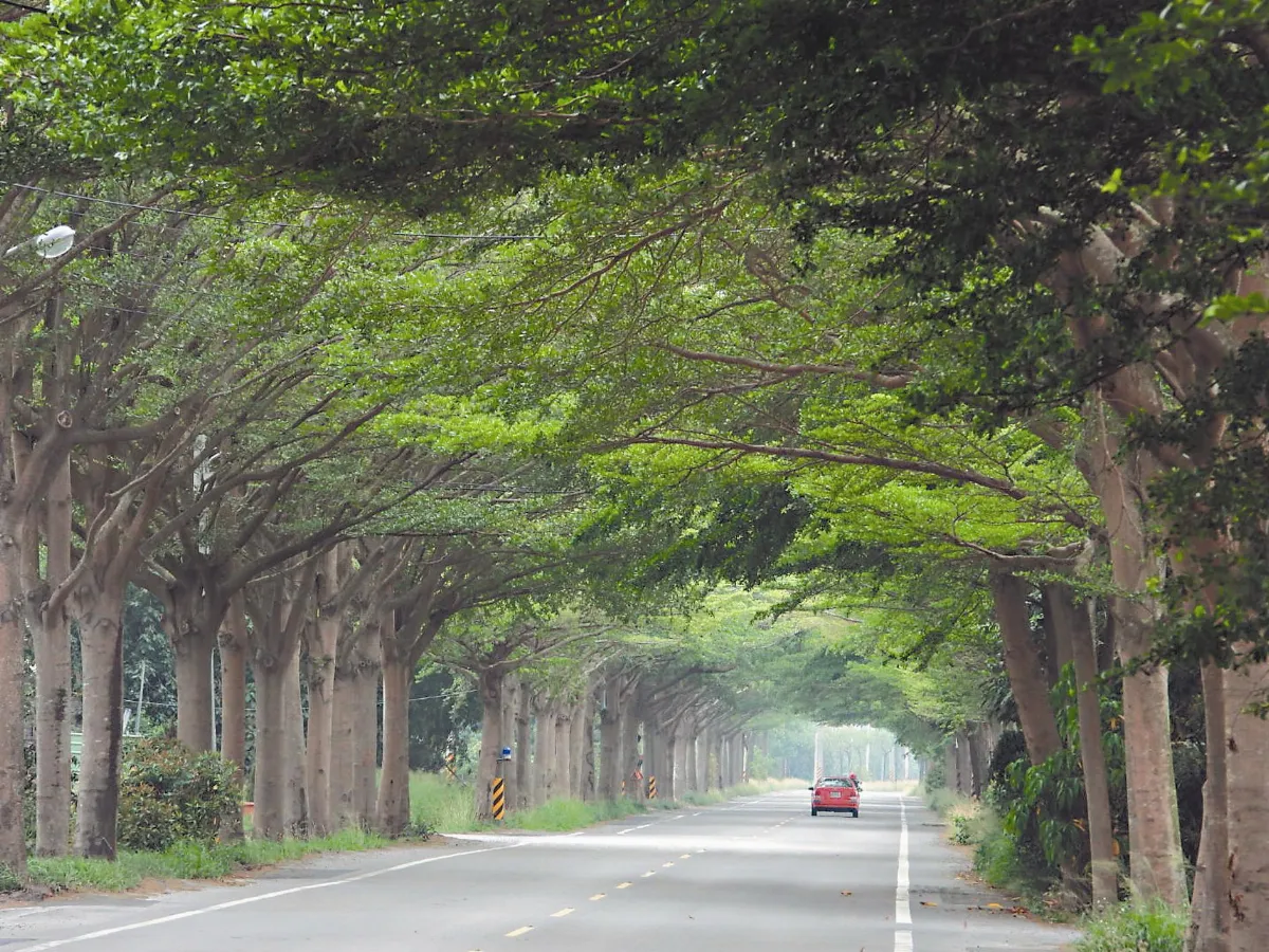 綠色隧道 春季換新裝