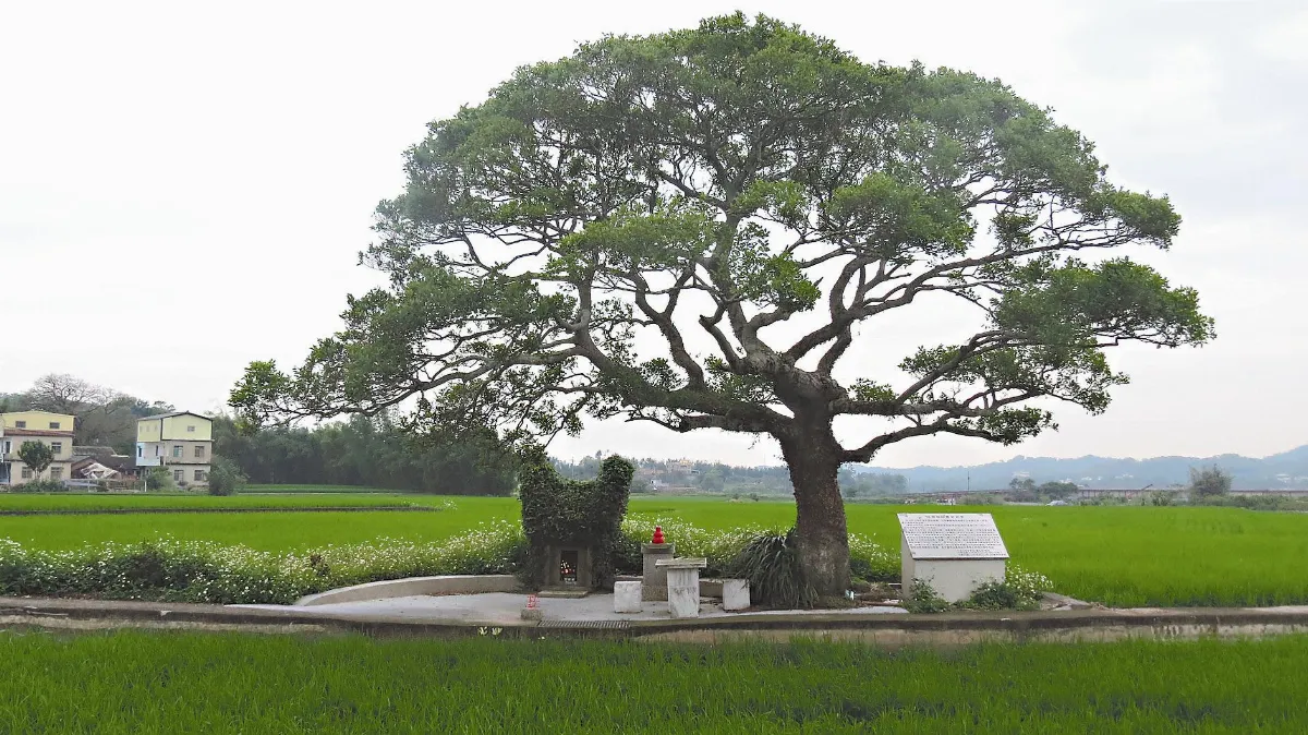 龍貓伯公 鎮守田中央