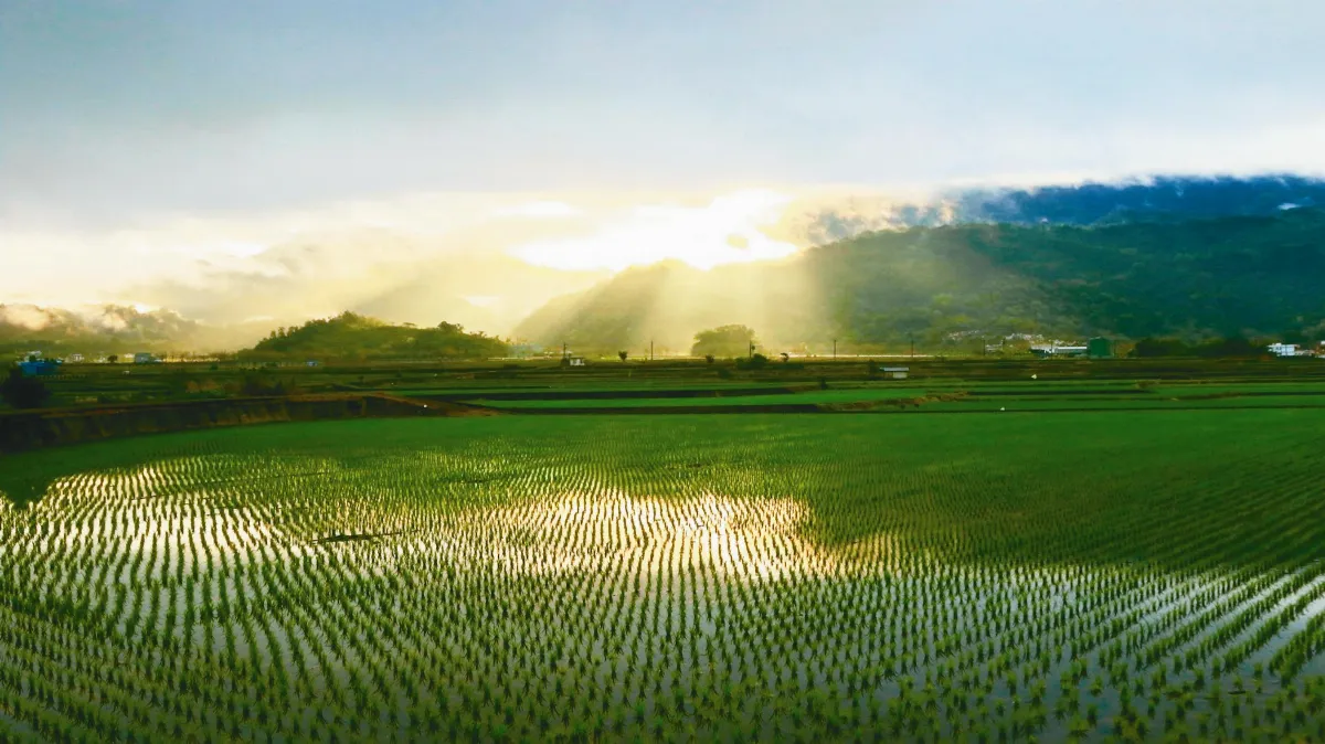 種好米 拍美景 台北人珍惜花蓮土