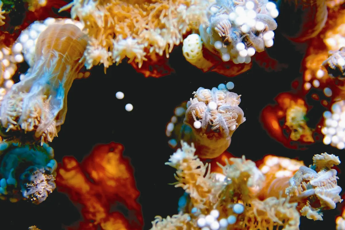 珊瑚產卵大爆發 綠羽先暖場