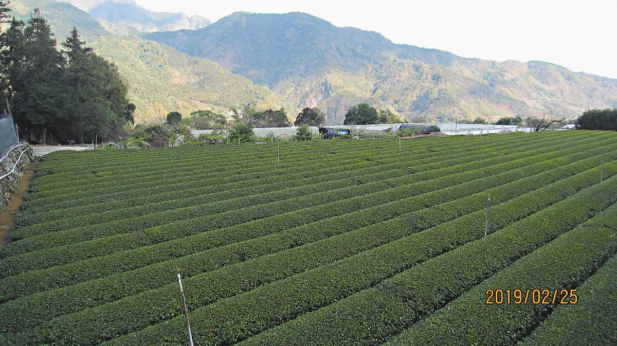 印象旅人 南投草坪頭賞櫻