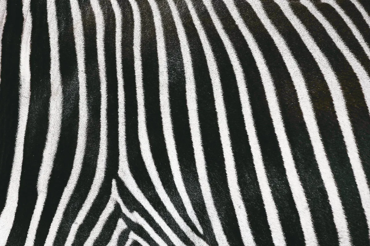 大自然之美  就在動物身上