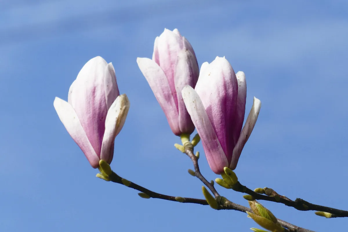 頓漸品第八  問題講解❺ ﹙八﹚佛性是真常，為何說無常？善惡是無常，何以說為常？