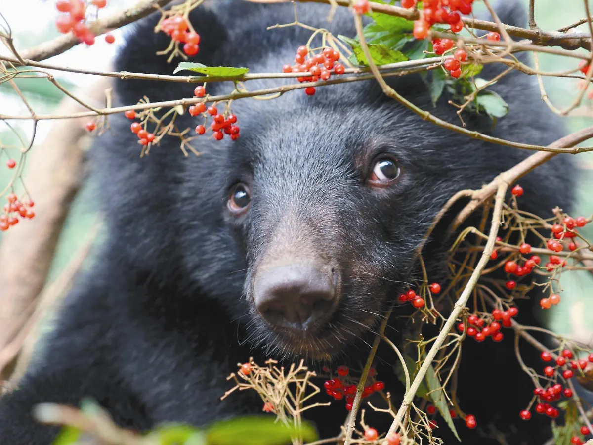 南安小熊頭好壯壯 30日野放