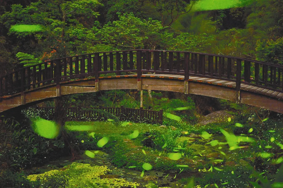 賞螢火蟲三不一沒有