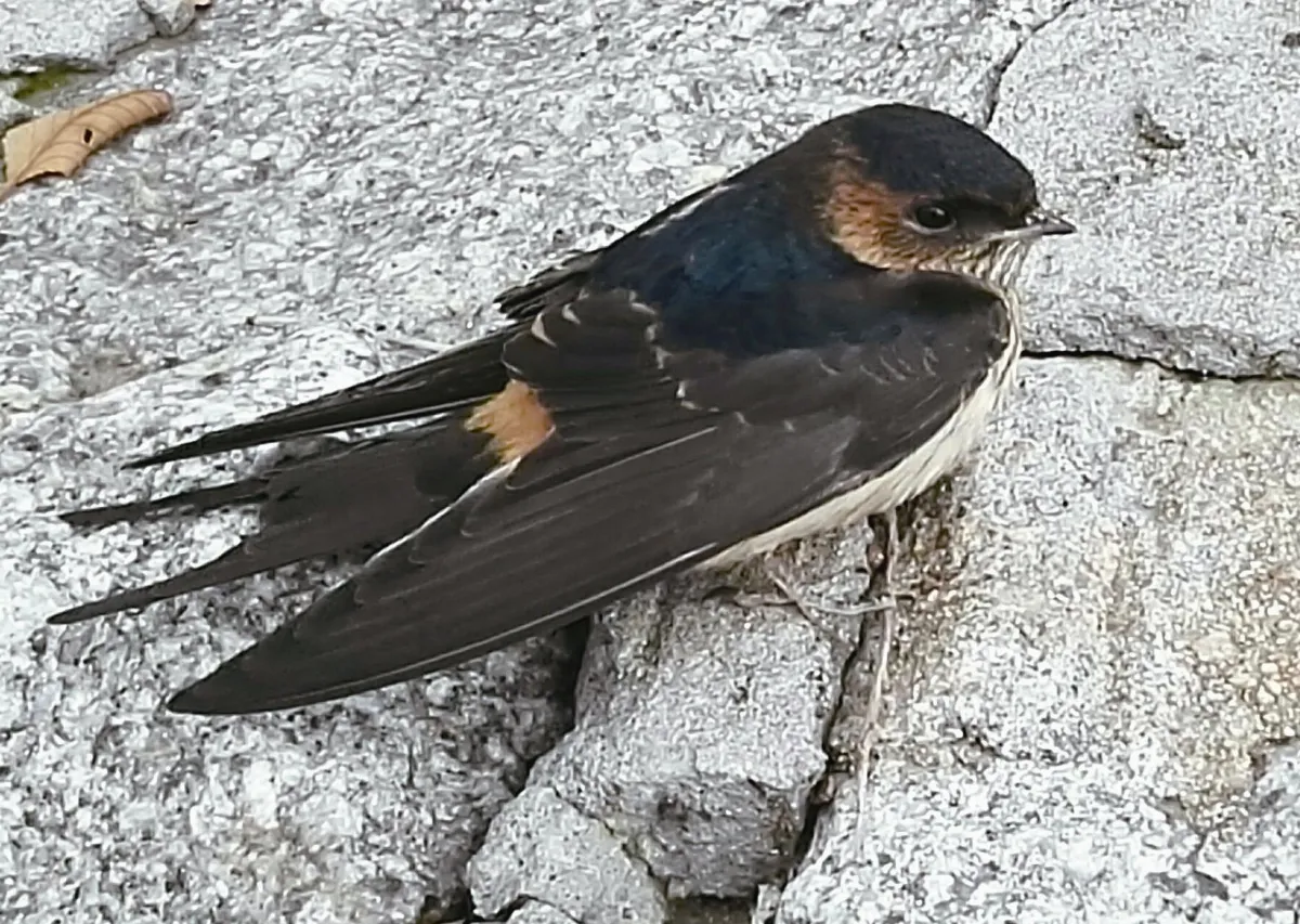 寵物一家親 回家不遠 鳥的情牽 救了一隻傷燕