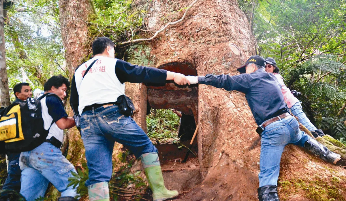 可惡山老鼠 砍倒7百年檜木
