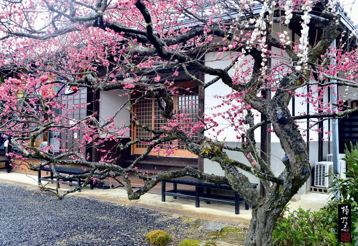 草木有情 春院