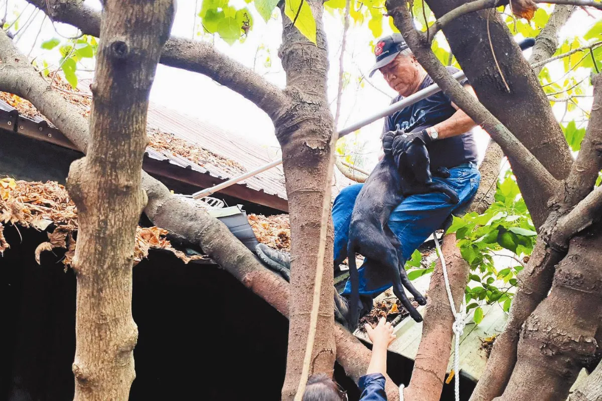 救狗大作戰 爬樹又爬屋3小時告捷