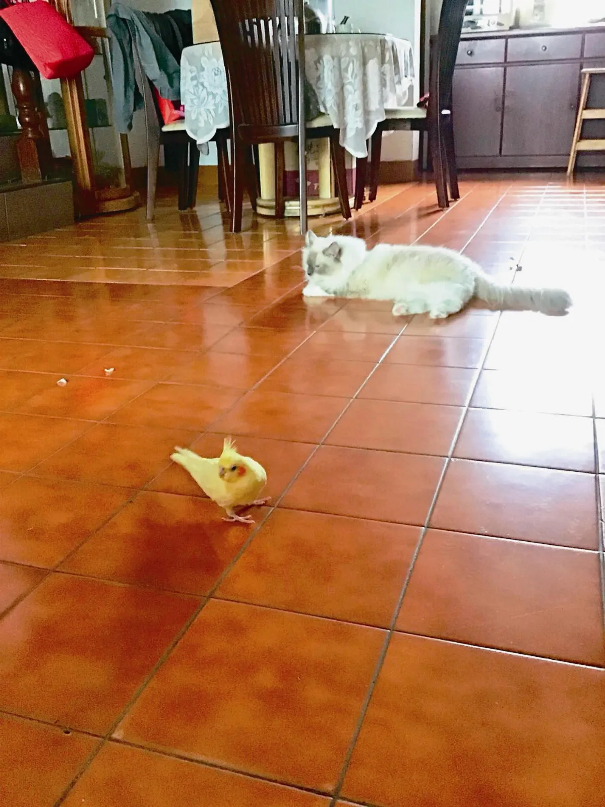 寵物一家親當寶寶出生 貓鳥更有愛