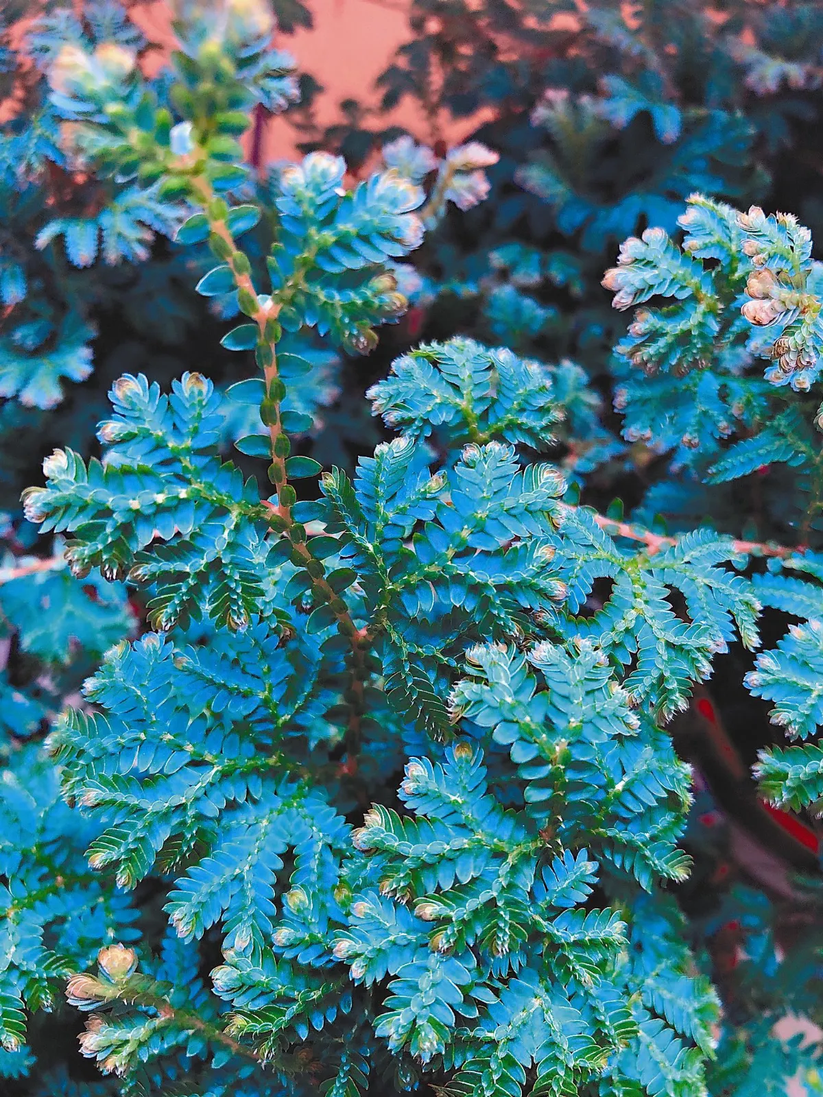 愛植栽   蕨對不凡