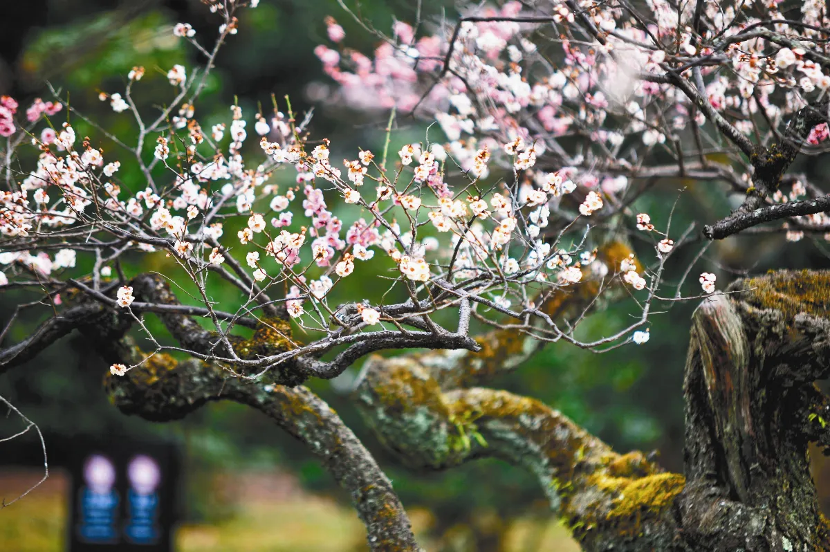 遊藝筆記 日本賞梅記（中）
