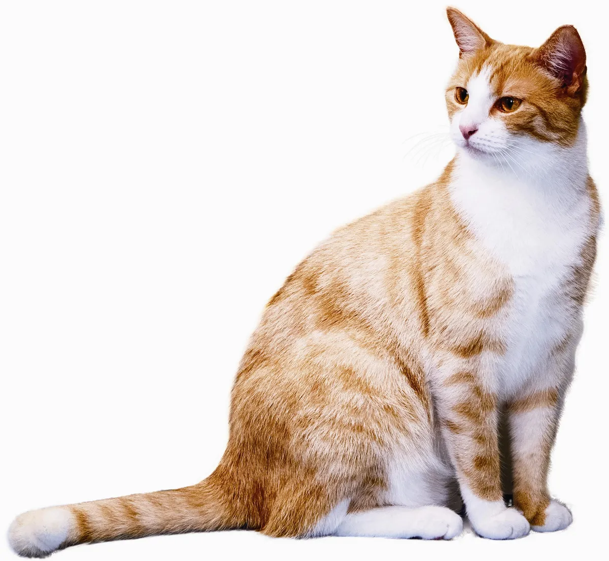 飼主怕過敏 貓狗打疫苗