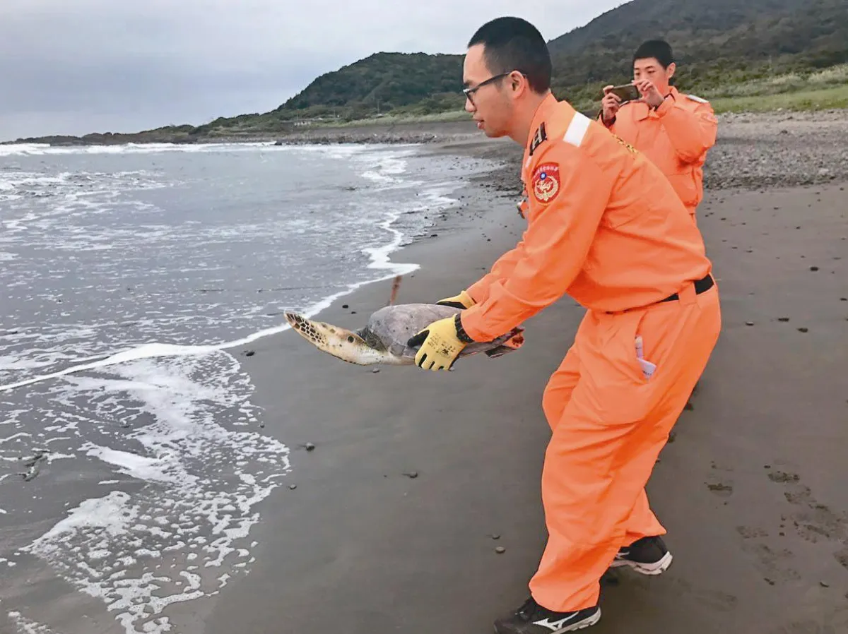 受困海龜 七成枉死