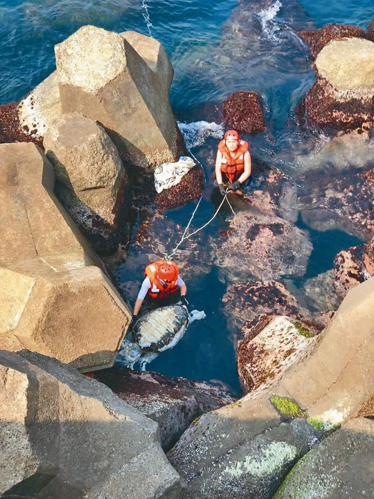 受困海龜 七成枉死