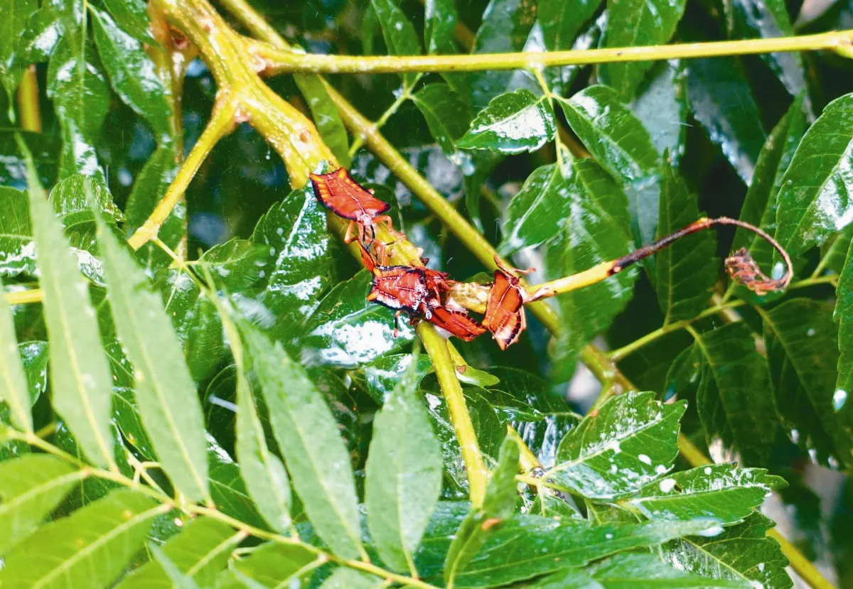 荔枝椿象甦醒 防治要趁早