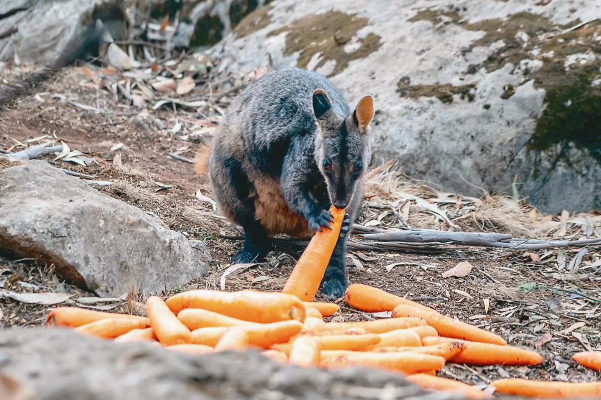當局空投糧食救野生動物 NASA：澳洲野火煙霧將繞地球一圈