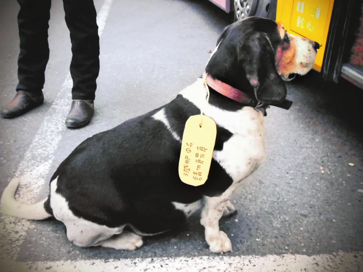 寵物一家親 痴痴地等