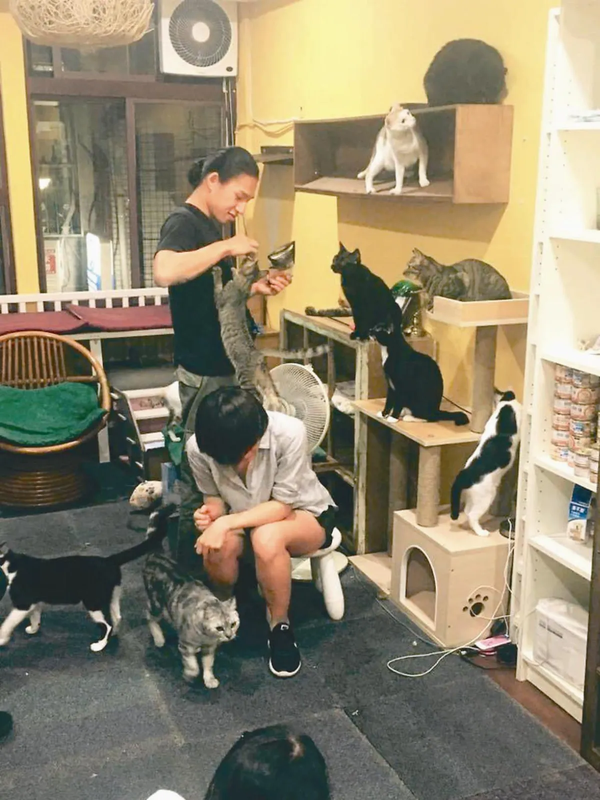 刻意找上門 貓男救500隻動物